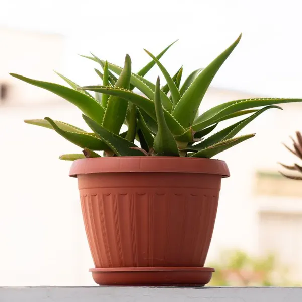 Aloe Vera Gel
