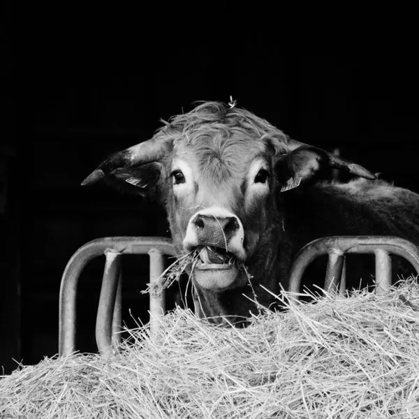 Cattle Feed