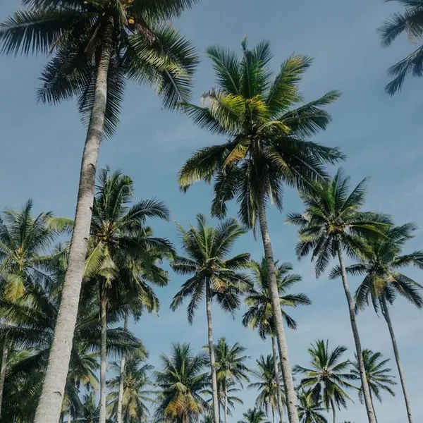 Coconut Oil